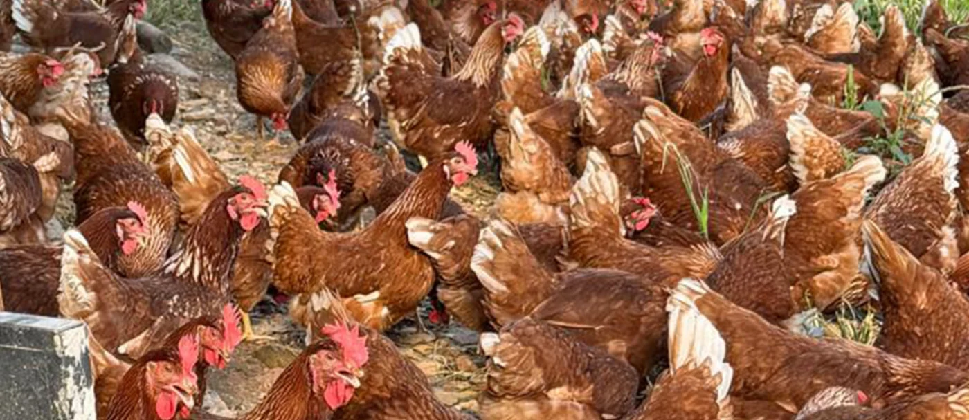 Plantel de galinhas caipiras criadas soltas no campo, no Sítio do Bunito